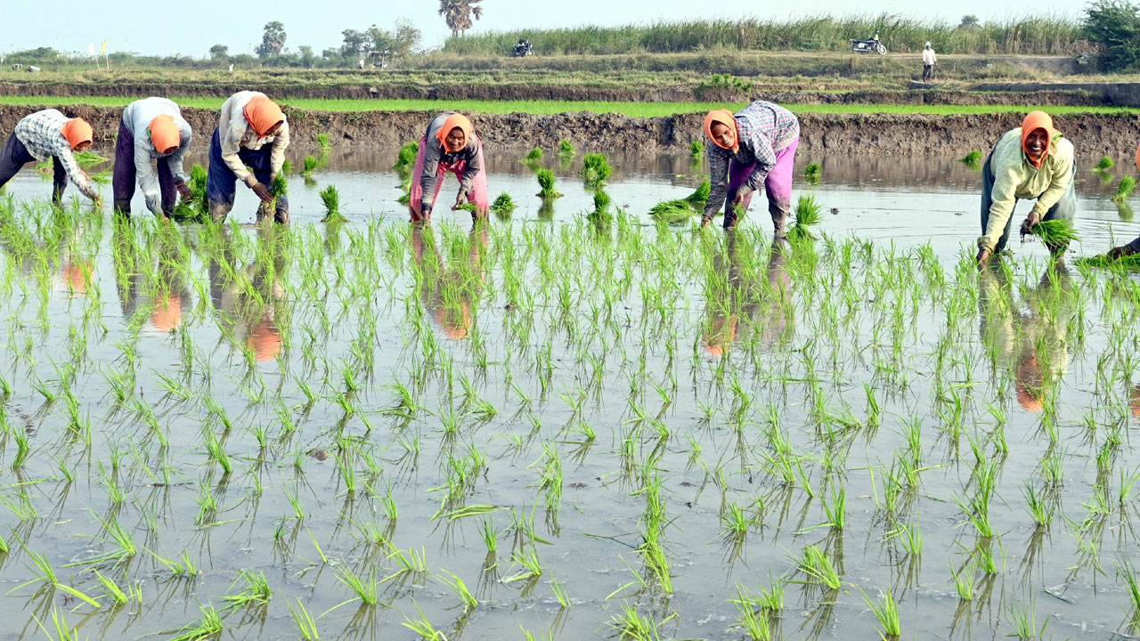 సాగు సగమే
