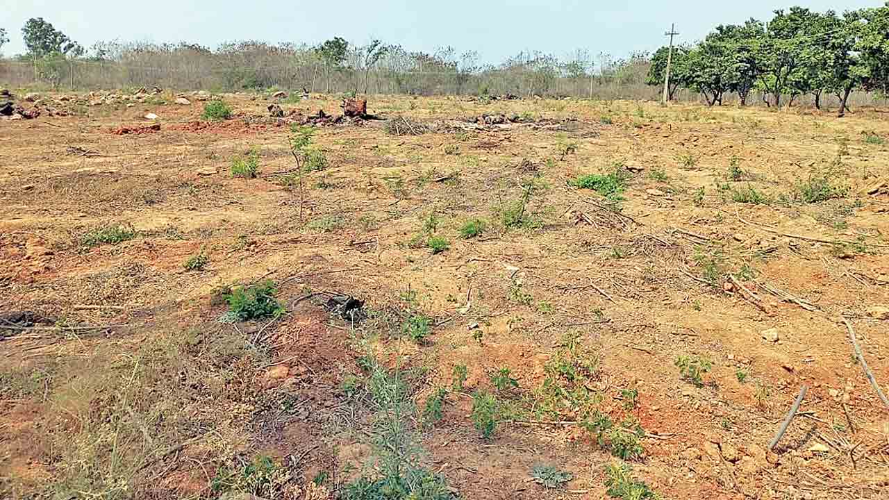 Agriculture University | ఆ 100 ఎకరాల్లో మొక్కల సంరక్షణ  బంద్.. ప్రభుత్వ నిర్ణయంతో జీవవైవిధ్యానికి పొంచి ఉన్న ముప్పు