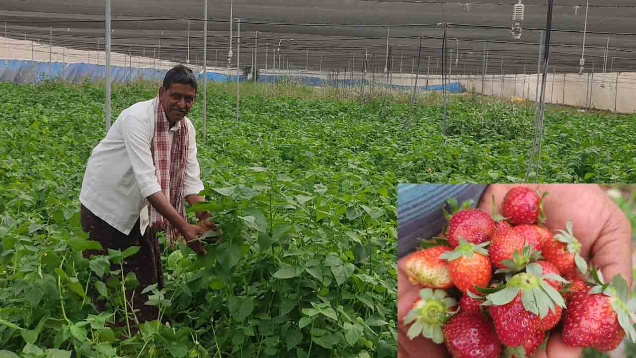 మన దగ్గరే స్ట్రాబెర్రీ