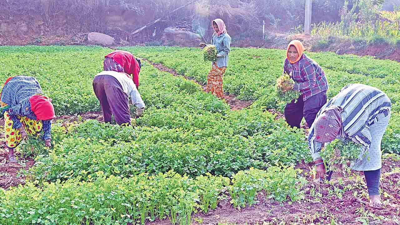 ఆకు కూర సాగులో మహిళలే ఆదర్శం