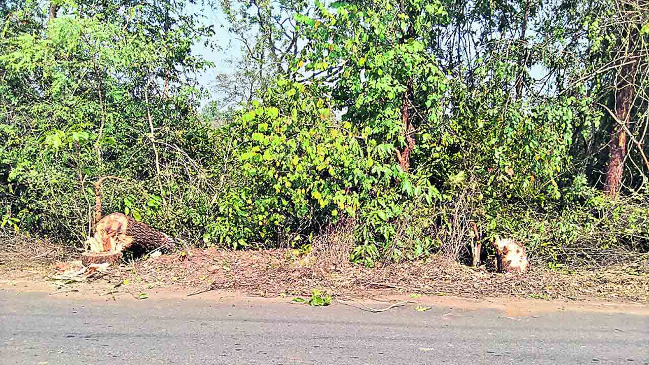 మేడారం దారిలో చెట్ల నరికివేత
