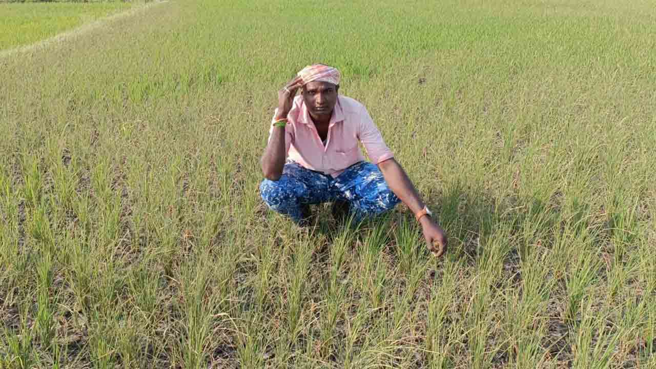 నాలుగు బోర్లు వేసినా చుక్కనీరు పడలే