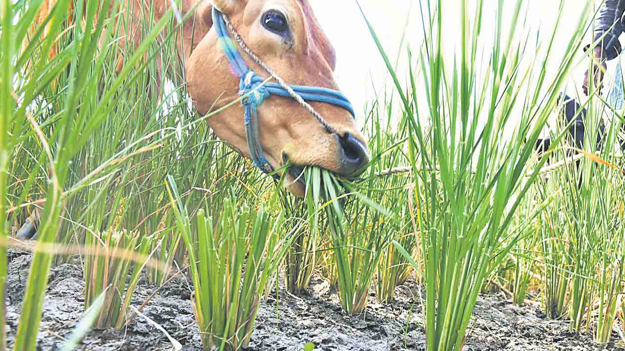Telangana | అన్నదాతకు ‘వరి’గోస.. ఐదారేండ్ల తర్వాత మళ్లీ ఎండుతున్న పంటలు