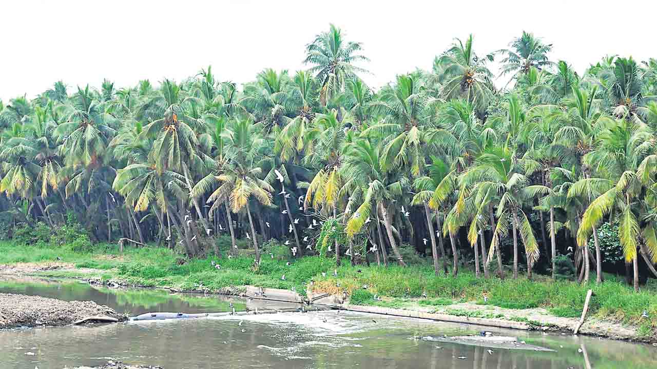 Musi Development | మూసీ సుందరీకరణ.. నదీ తీరంలో ఈస్ట్‌-వెస్ట్‌ కారిడార్‌