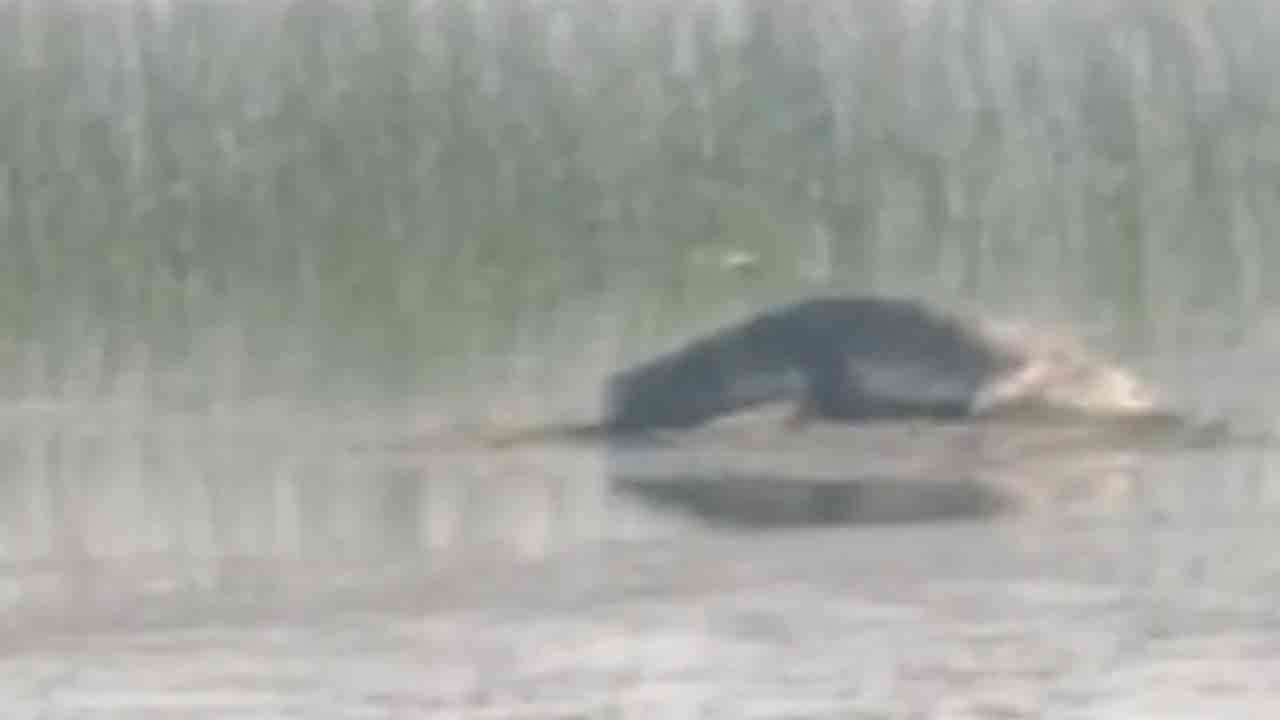 మాగనూరు చెరువులో మొసలి