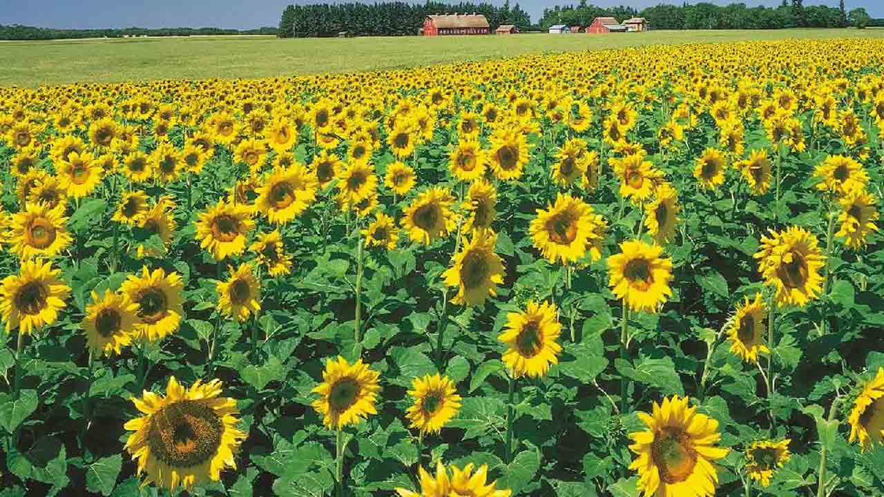 పొద్దుతిరుగుడు కొనుగోళ్లు ప్రారంభం