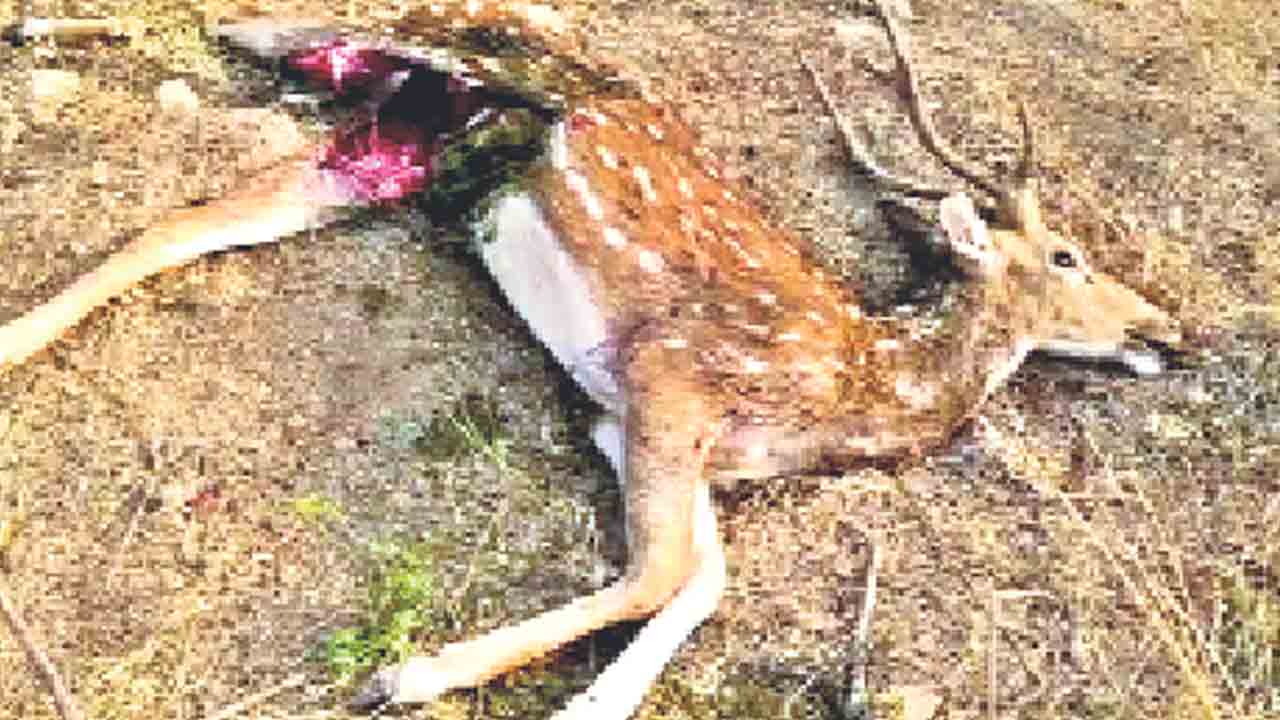 ఎకో పార్కులోని మరో జింక మృతి