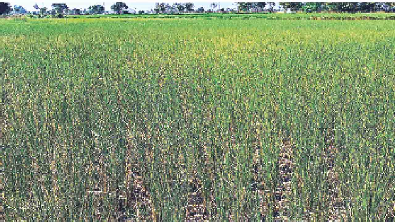 రైతన్న కన్నీటి వ్యధ