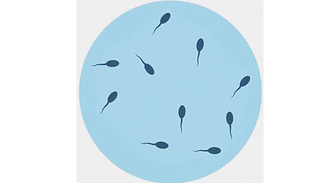 Sperm Cells | వీర్యకణాలు తక్కువగా ఉంటే క్యాన్సర్‌ ముప్పు!