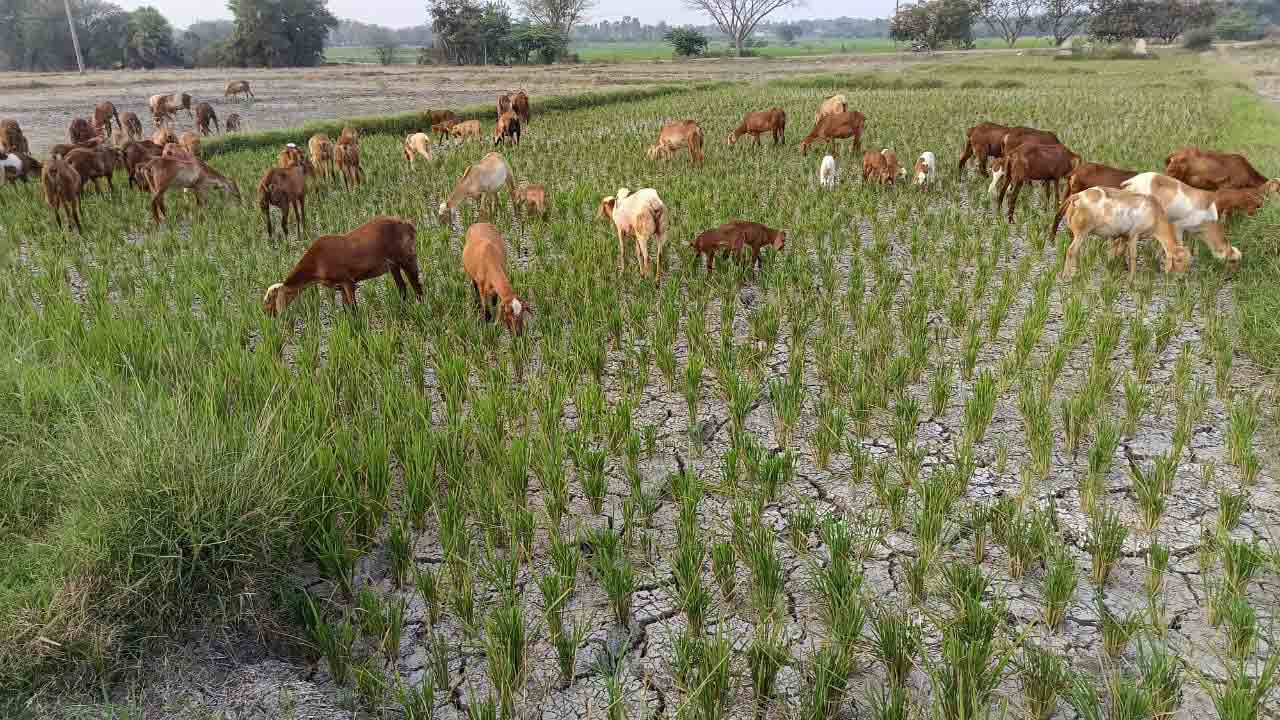నెర్రెలు బారుతున్న పొలాలు