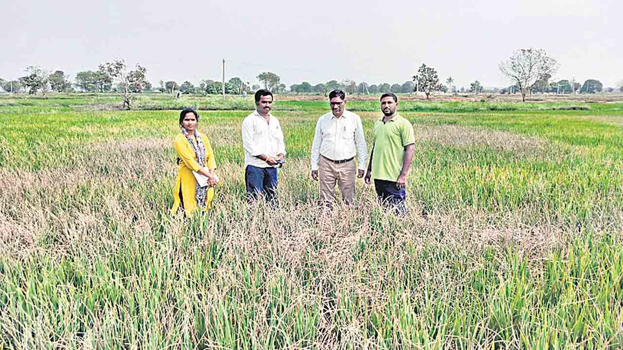 ఎండిన పంటలను పరిశీలించిన అధికారులు