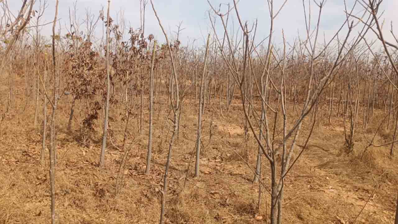 పచ్చదనంపై పట్టింపేది?