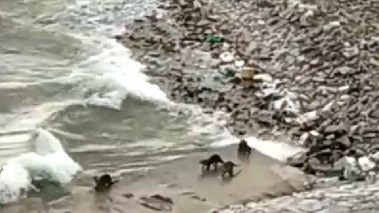 Nagarjuna Sagar | నాగార్జునసాగర్‌లో అరుదైన వాటర్‌ డాగ్స్‌.. వీక్షకులకు కనువిందు