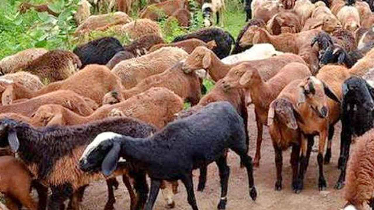 విదేశాలకు ఇద్దరు గొర్రెల స్కాం నిందితులు