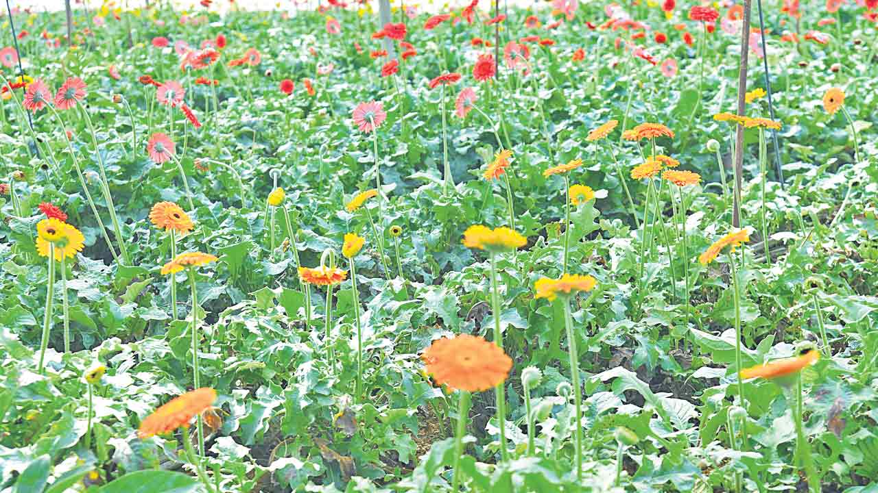 పూల సిరులు