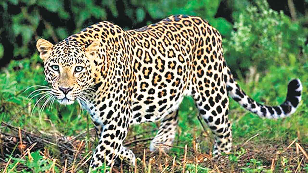 రోడ్డుపైకి వచ్చిన చిరుత