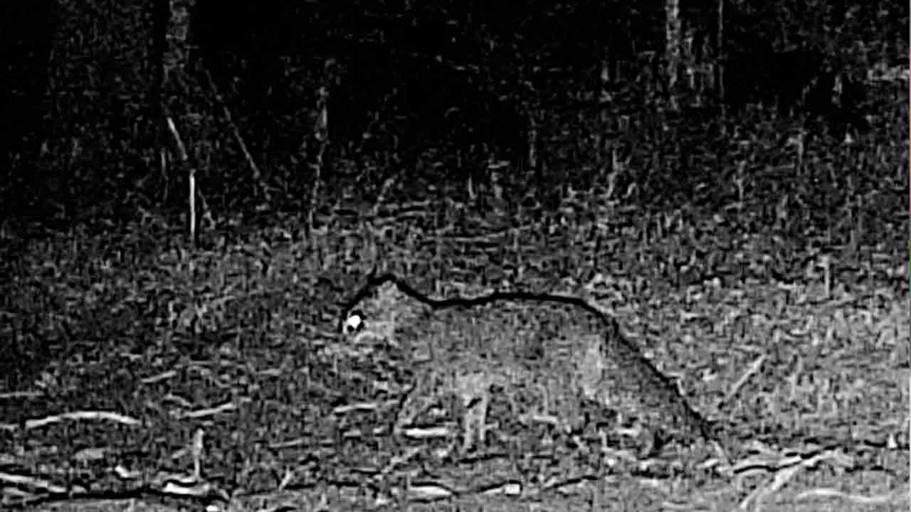 Pocharam Forest | ప్రపంచంలోనే అతిచిన్నదైన అడవిపిల్లి ఎక్కడ సంచరిస్తుందో తెలుసా?