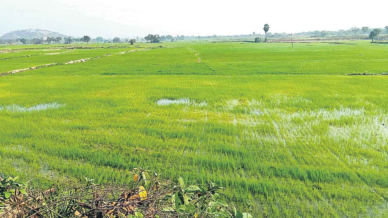 కాళేశ్వరంతోనే సూర్యాపేట సస్యశ్యామలం