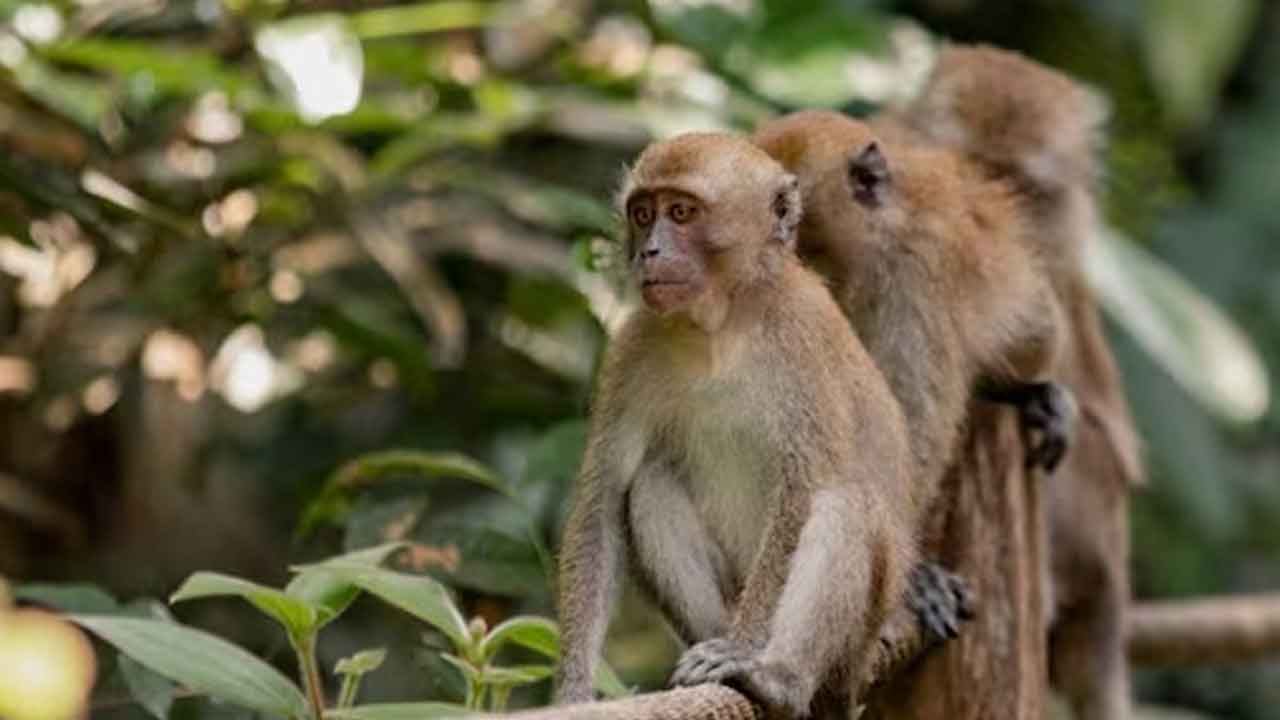 America | అమెరికాలో కోతుల కోసం మినీ సిటీ.. ఎందుకో తెలుసా?