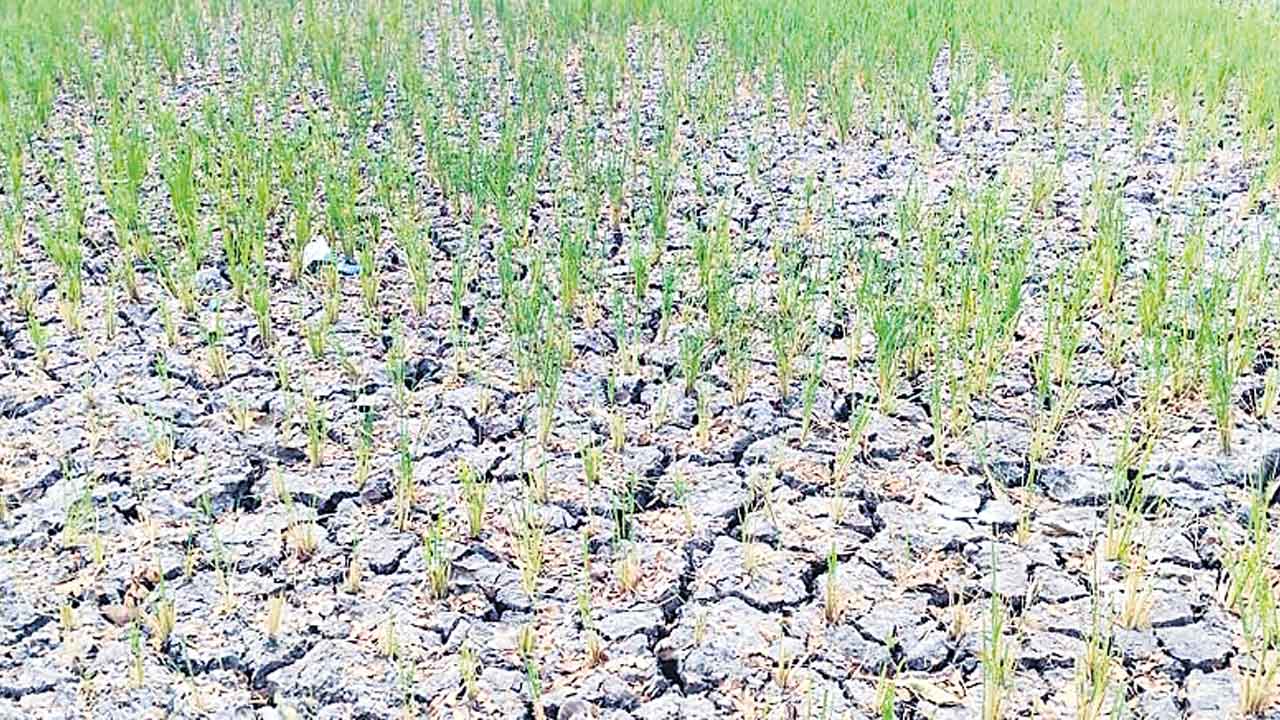 చివరి తడికి కన్నీరే