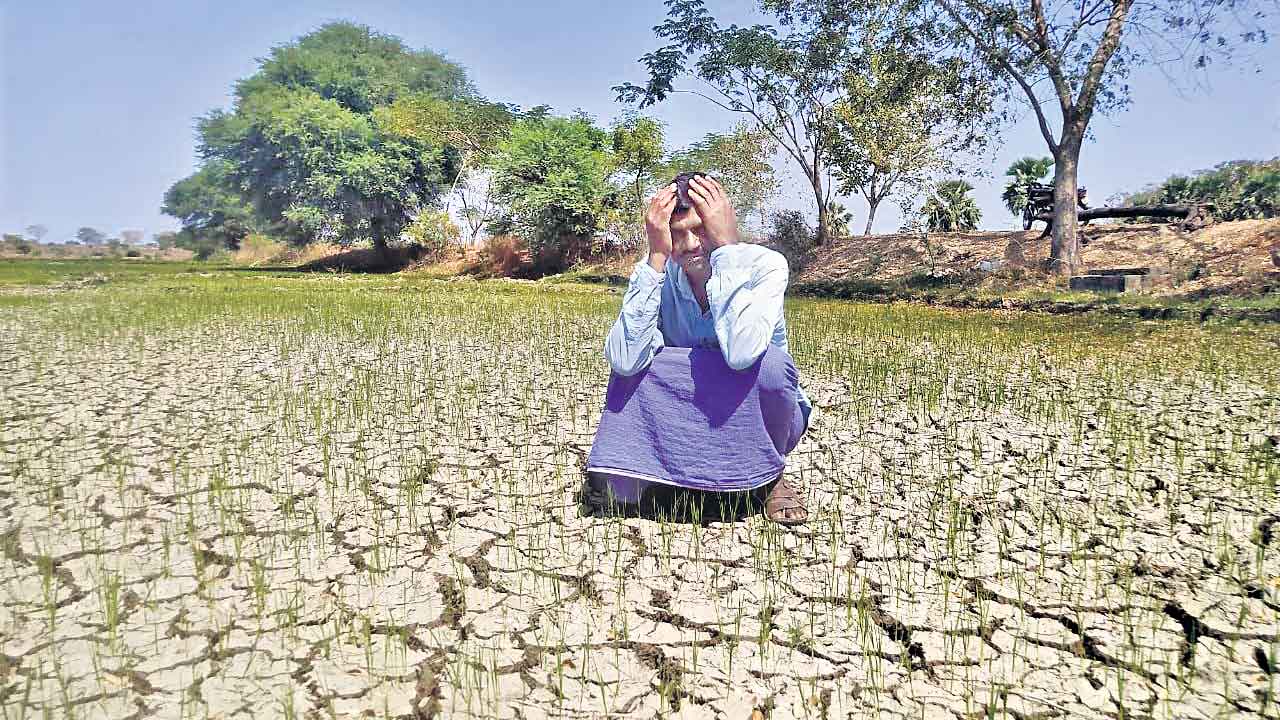 Congress | కాంగ్రెస్ తెచ్చిన కరువు.. సర్కారు అనాలోచిత నిర్ణయాలతో ఆగమవుతున్న అన్నదాతలు