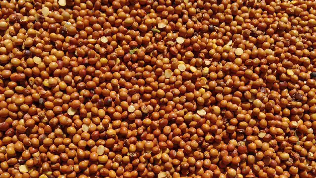 కందులు క్వింటా@ రూ.10,183