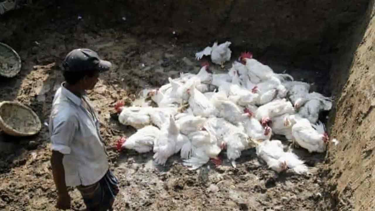 Bird flu | ఏపీలో బర్డ్‌ ఫ్లూ విస్తరించకుండా చర్యలు.. 721 ర్యాపిండ్‌ రెస్పాన్స్‌ టీమ్స్‌ ఏర్పాటు