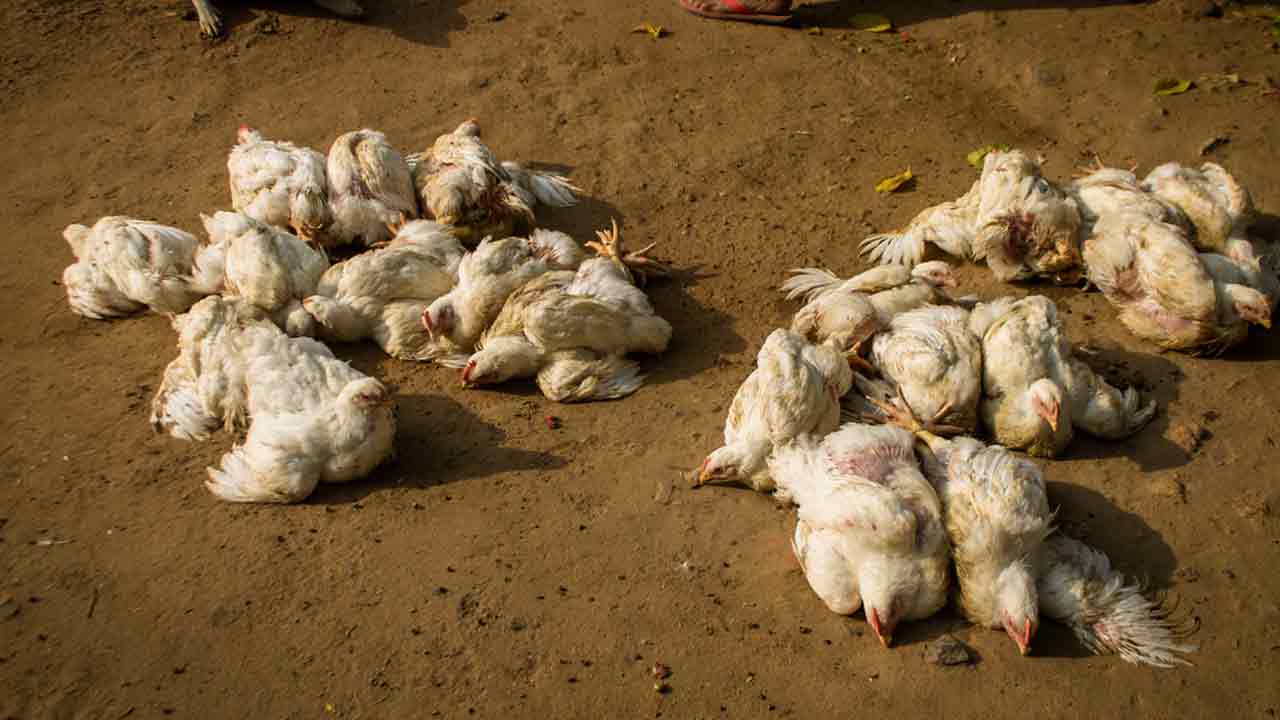 Bird Flu | అక్కడ 3 రోజులపాటు చికెన్‌ షాపులు బంద్‌.. కలెక్టర్‌ కీలక నిర్ణయం