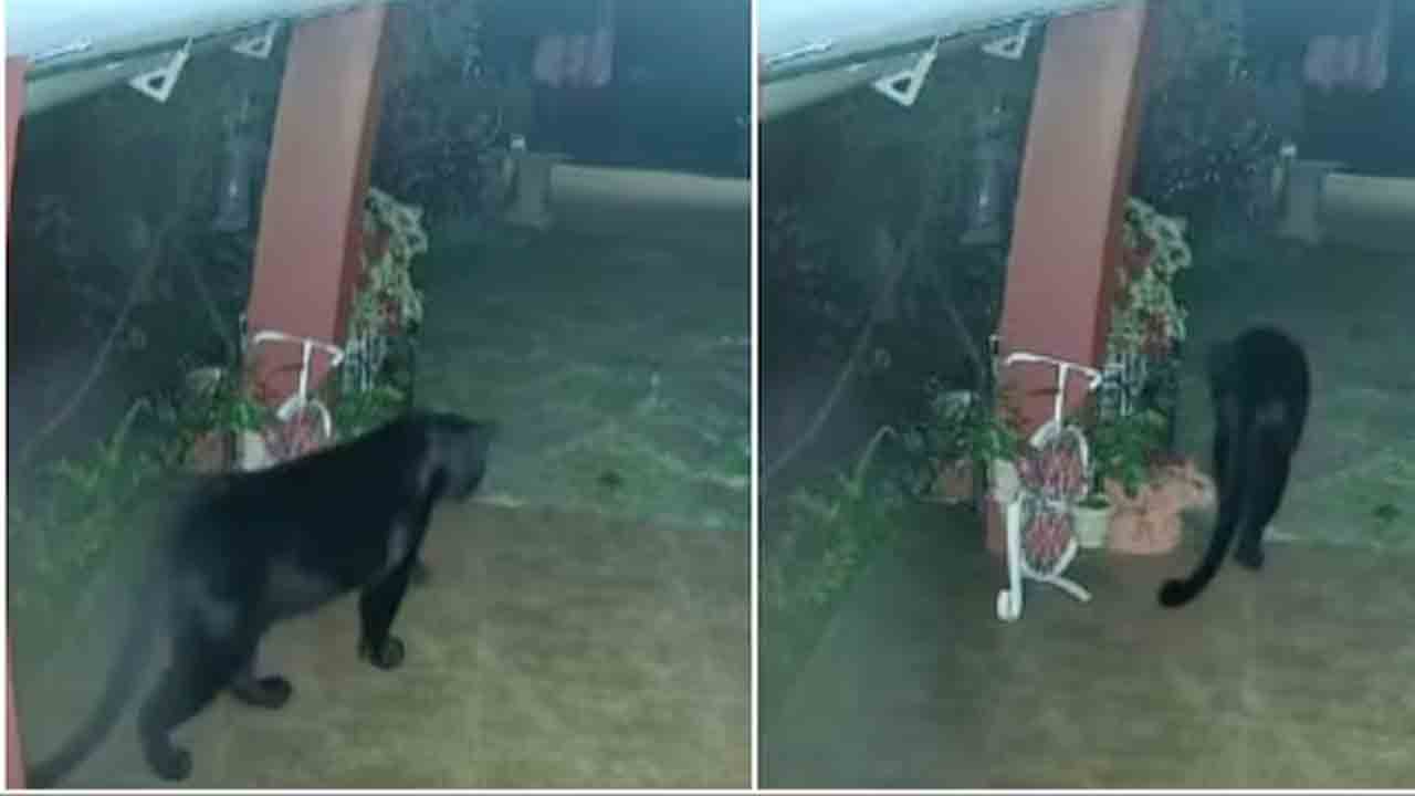 Black Panther | ఇంటి ముంగిట చక్కర్లు కొట్టిన బ్లాక్‌ పాంథర్‌.. వీడియో