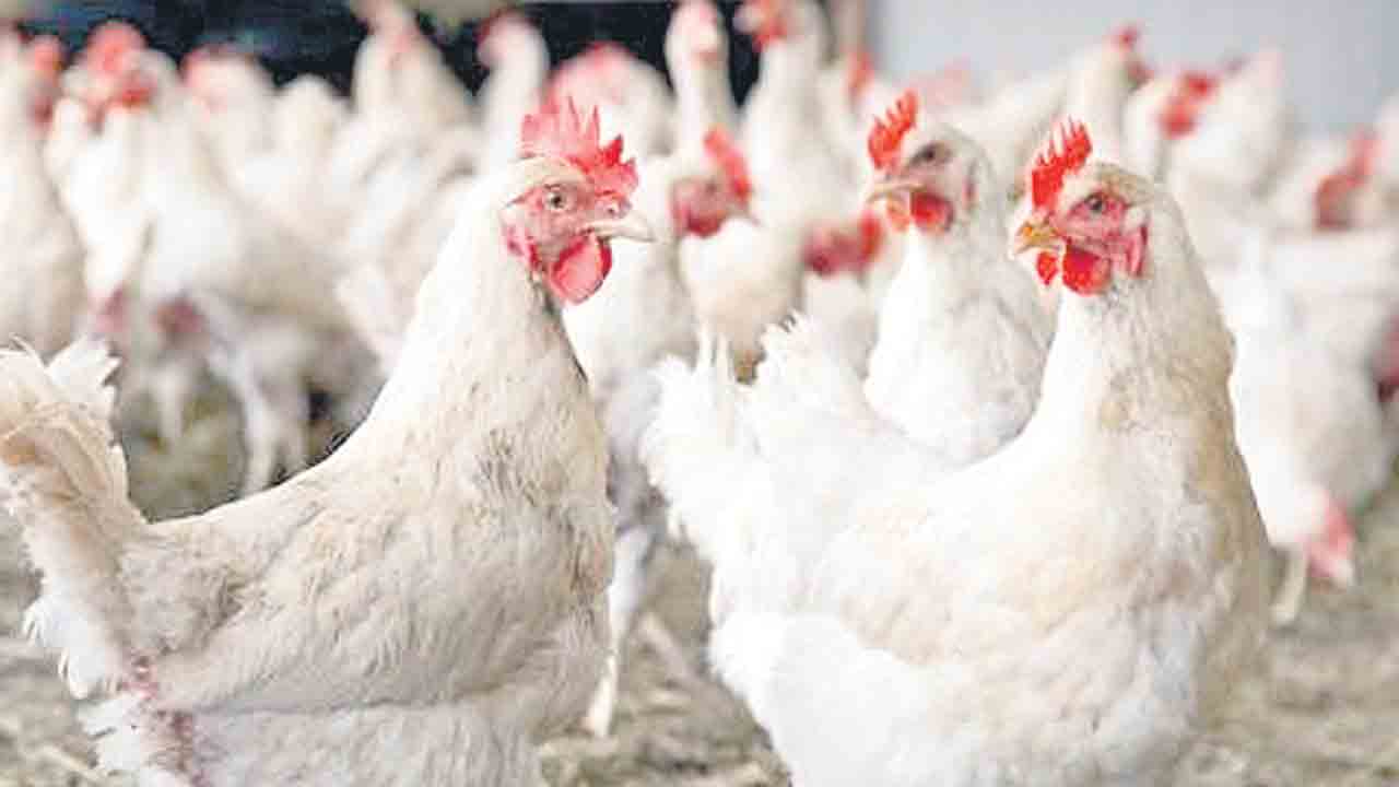 బర్డ్‌ ఫ్లూ వదంతులు నమ్మద్దు