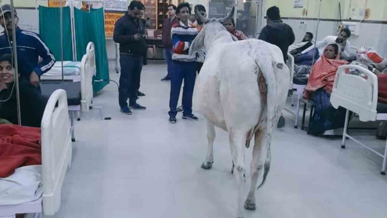 Cow Enters Hospital | ఆసుపత్రి వార్డులోకి ఆవు.. భయాందోళన చెందిన రోగులు