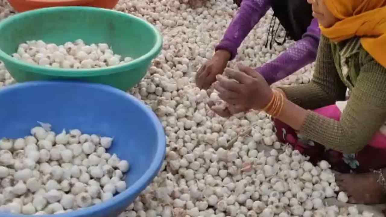 Garlic price | కిలో రూ.500కు చేరిన ఎల్లిగడ్డ.. పొలాల్లో సీసీ కెమెరాలు పెడుతున్న రైతులు..!