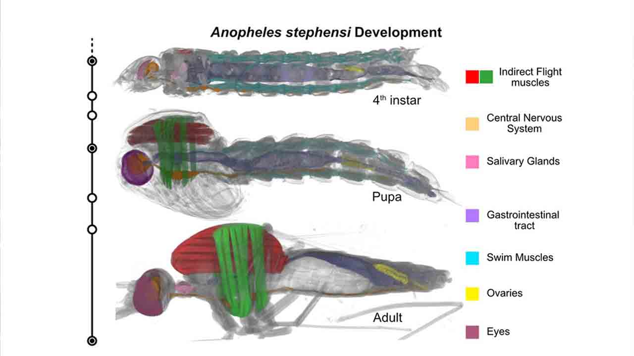 దోమల నియంత్రణపై సీసీఎంబీ దృష్టి