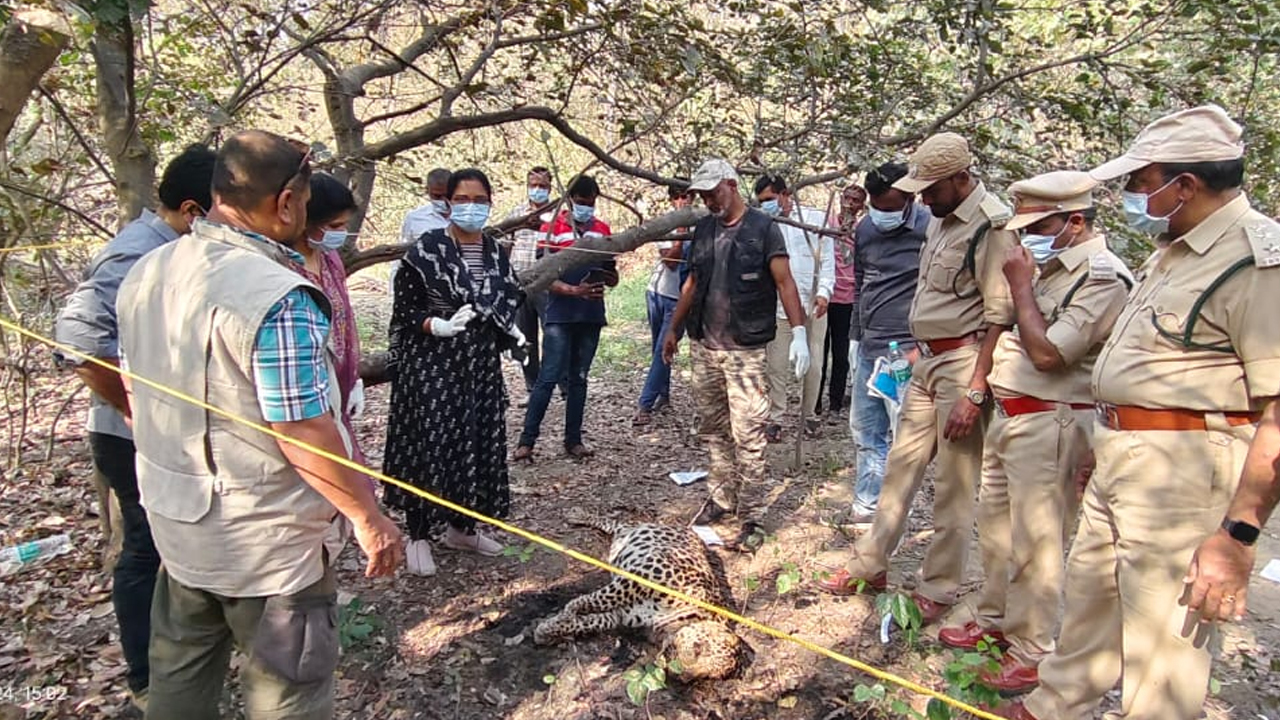 Cheetah Died | రంగారెడ్డిలో చిరుత మృతి.. కారణాలపై అధికారుల ఆరా..!