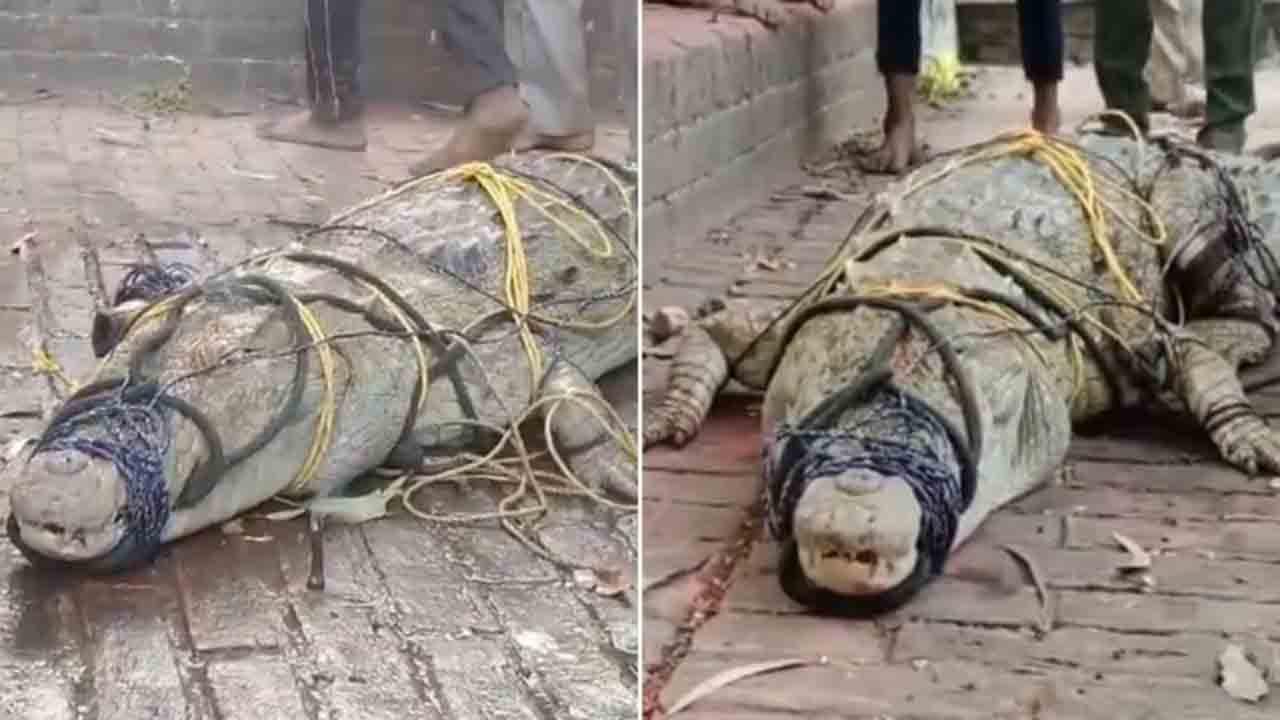 Locals Capture Crocodile | గంగా ఘాట్‌లో మొసలి.. బంధించి ఆలయంలోకి తీసుకెళ్లి పూజలు