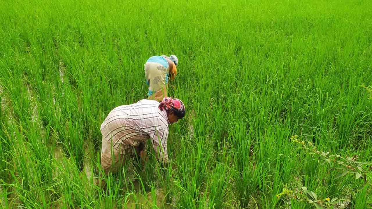 Agriculture | దిబ్బగూడెంలో దేశవాళీ విత్తనాలతో అద్భుతాలు.. ఆదర్శంగా నిలుస్తున్న గిరిజన రైతులు