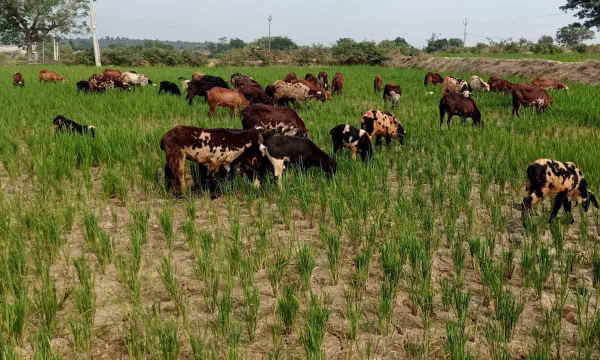 ఆయకట్టులో అన్నదాత వరిగోస