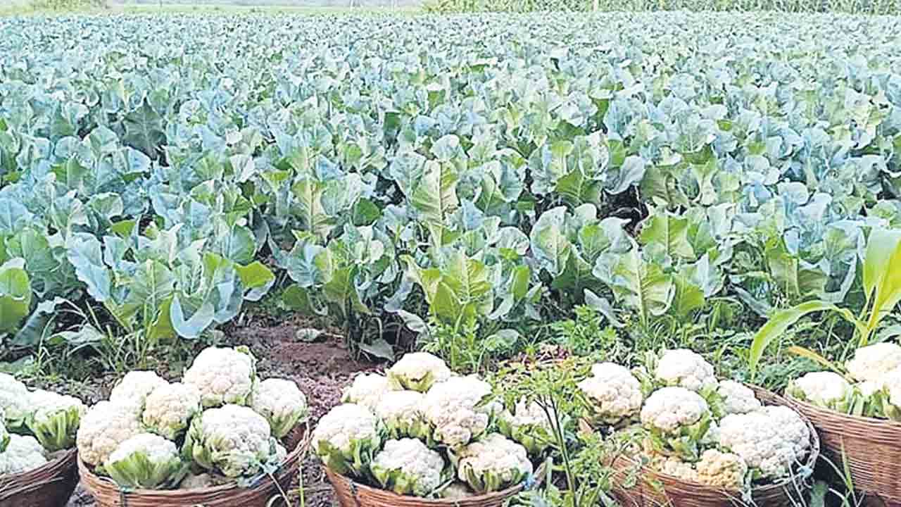 ఎనిమిదెకరాలు.. తీరొక్క సాగు