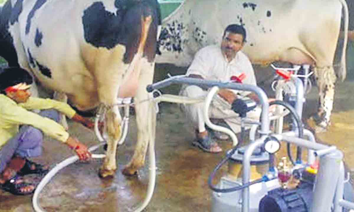 లాభసాటిగా.. పాడి పరిశ్రమ