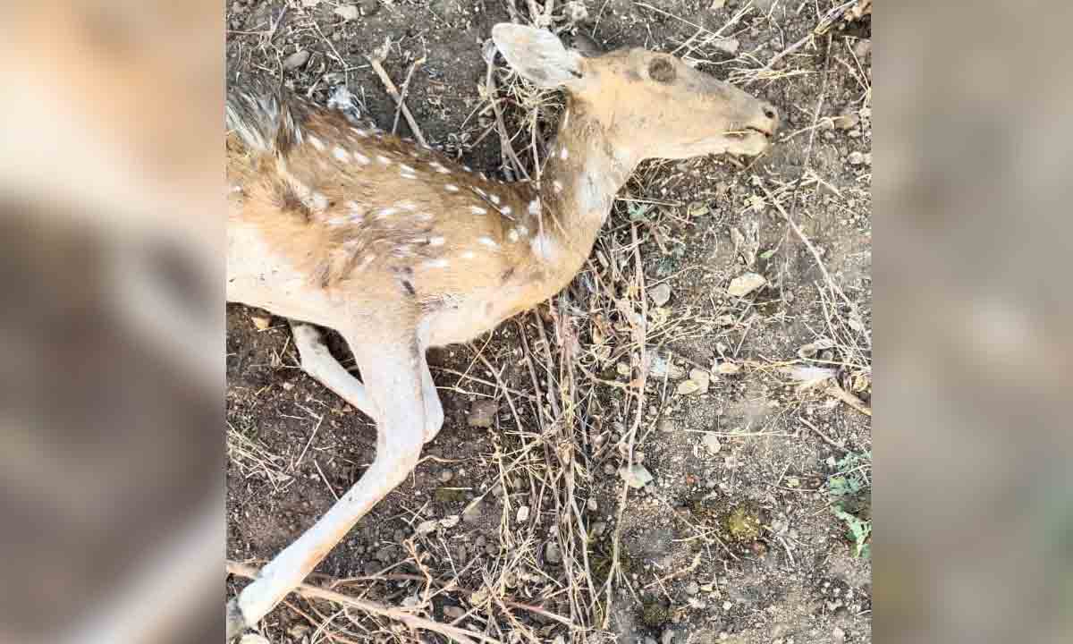 ఎకో పార్కులో జింక మృతి