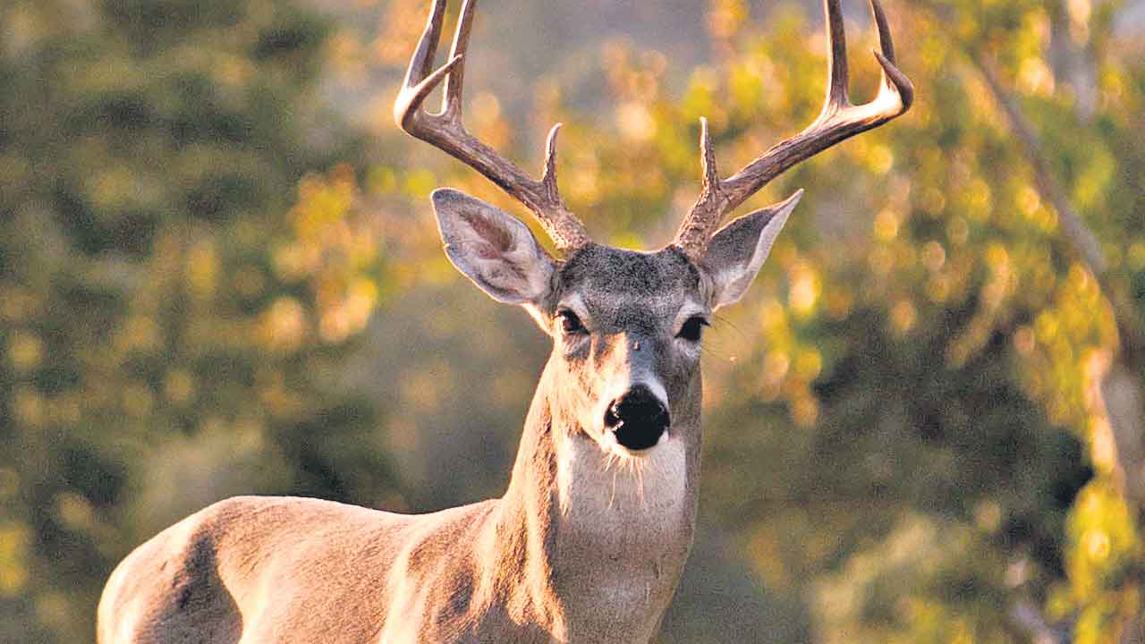 Zombie deer disease | ప్రపంచం ముంగిట మరో ముప్పు.. వేగంగా వ్యాపిస్తున్న జాంబీ డీర్‌ డిసీజ్‌
