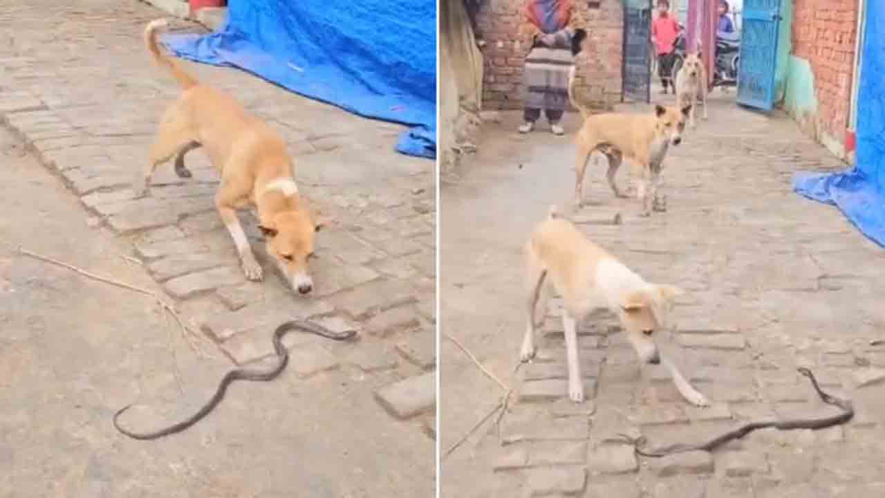 Watch: ఇళ్ల ముందు పాము.. వీధి కుక్కలు ఏం చేశాయంటే?