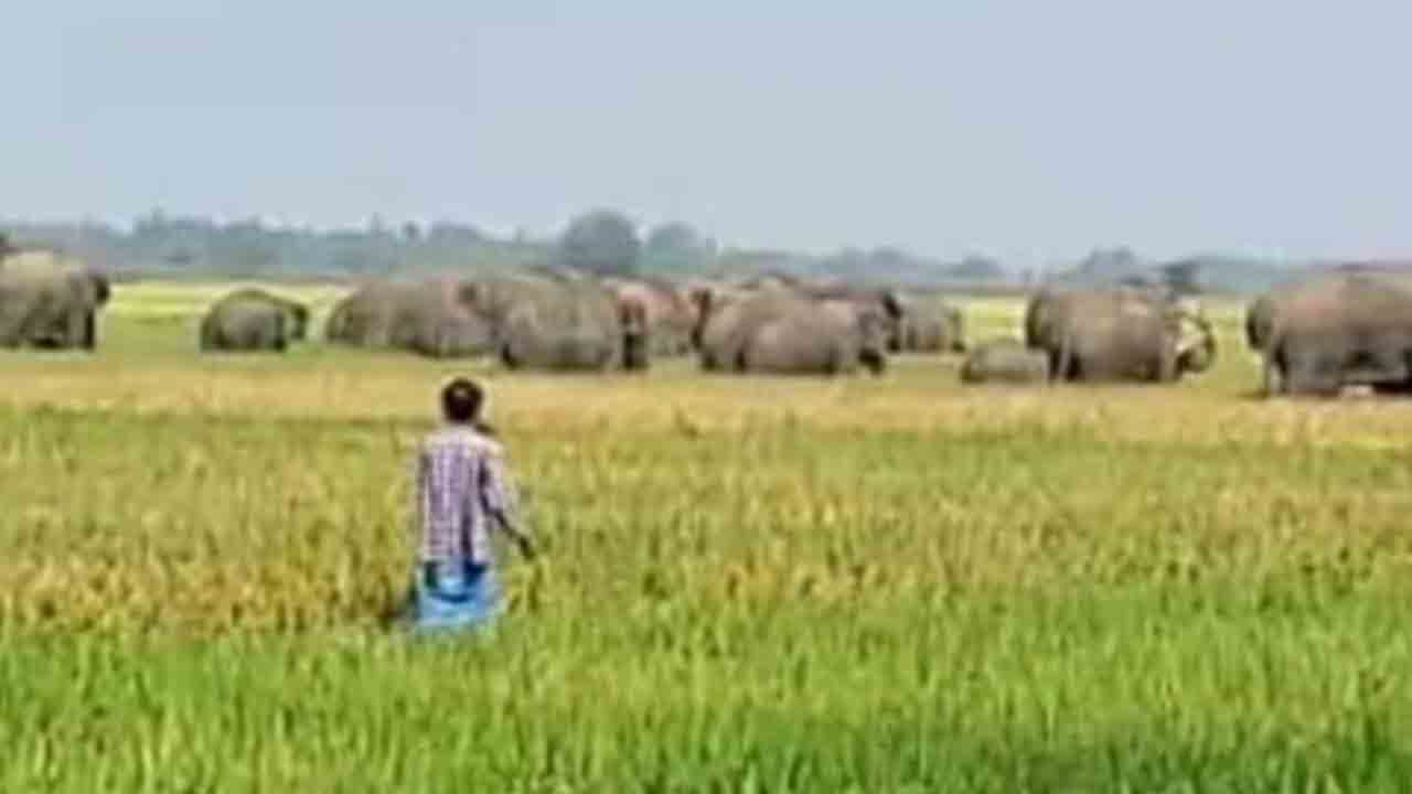 Elephant attack | ఏనుగుల దాడిలో రైతుకు గాయాలు.. ఆస్పత్రికి తరలింపు