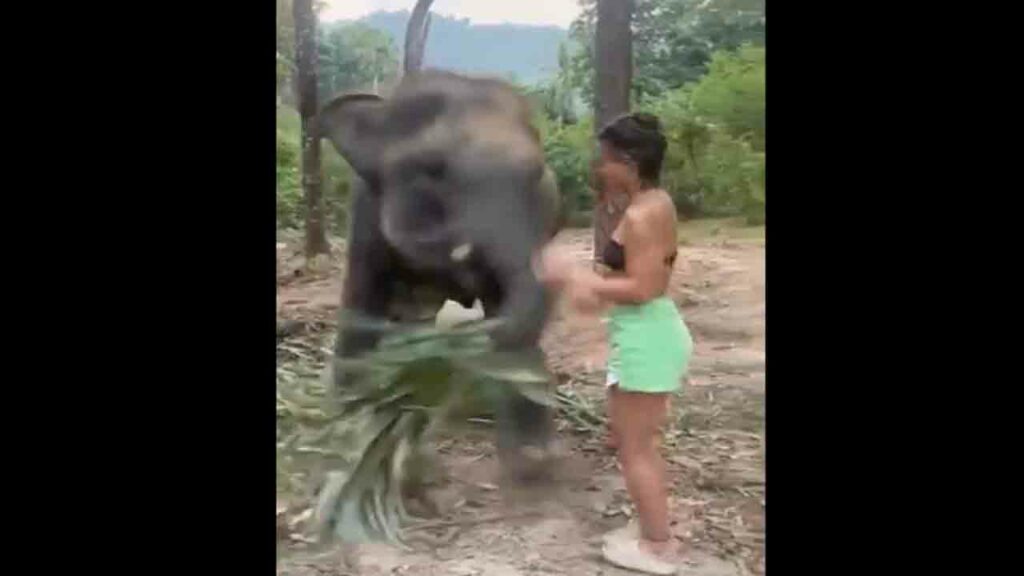 Elephant Attacks Woman