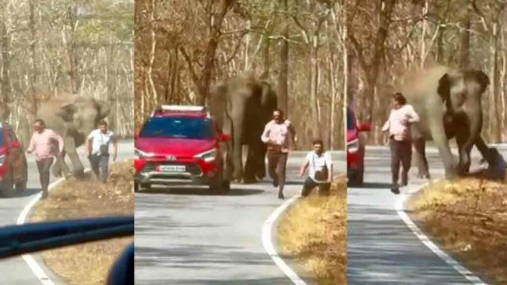 Elephant Tourists