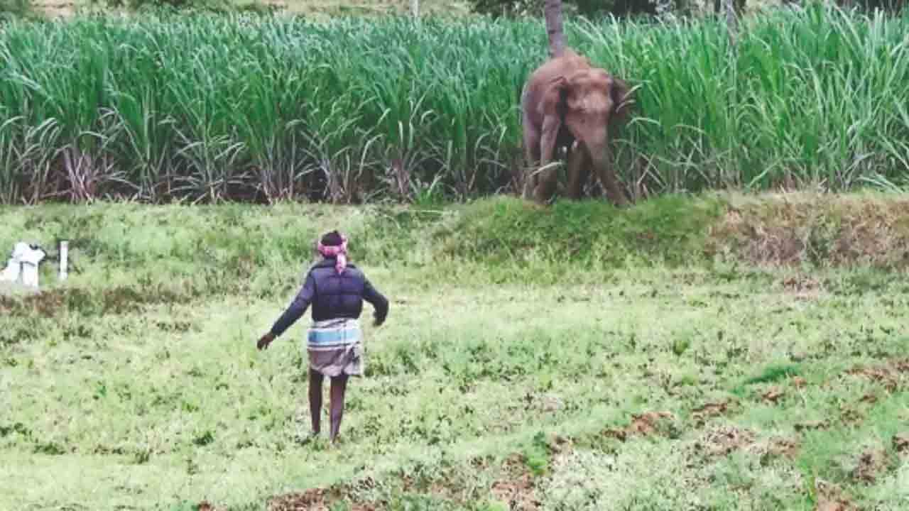 Elephant Attack | చిత్తూరు జిల్లాలో ఏనుగు బీభత్సం.. కారు, పంట పొలాల ధ్వంసం