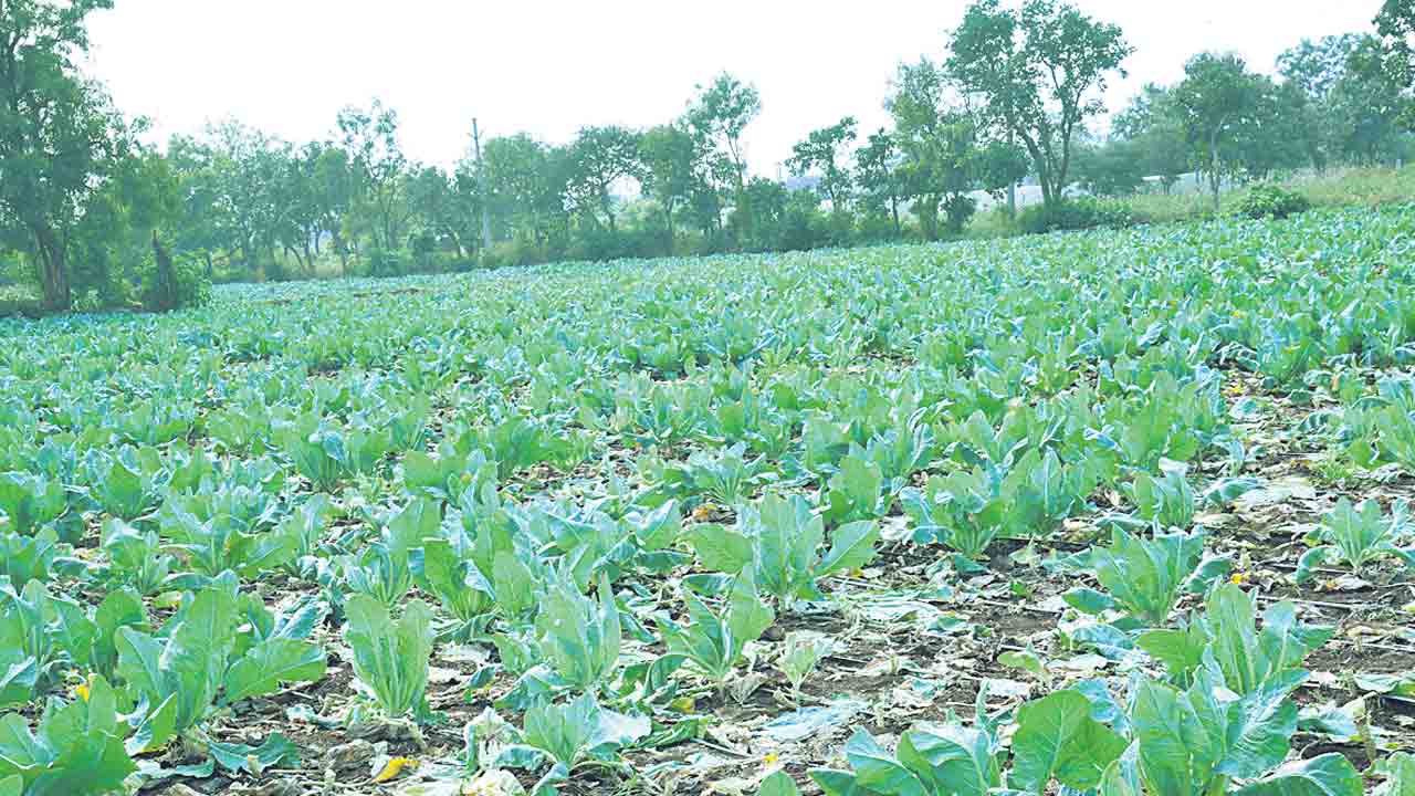 సాగు లెక్క పక్కా..