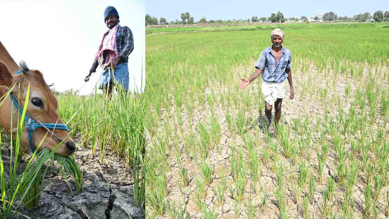 Telangana | పశువుల మేతకు పంటలు.. సాగునీరు లేక నెర్రెలిస్తున్న పొలాలు