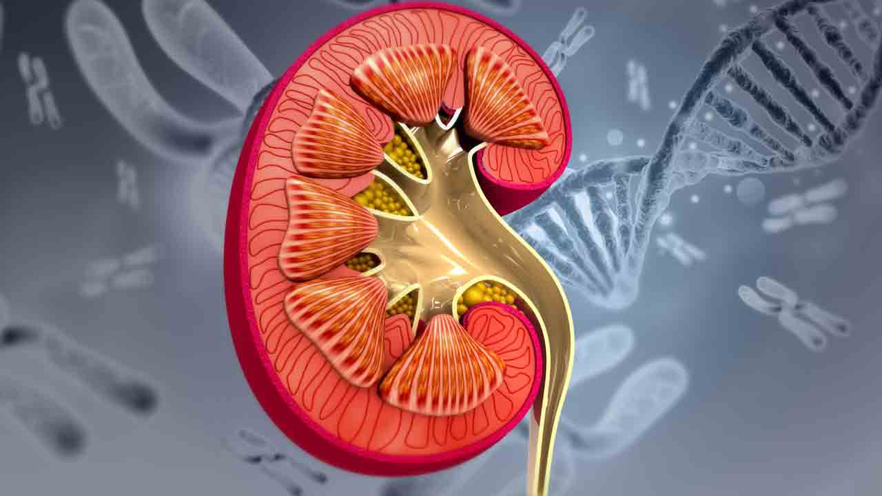 Kidney Diseases | మూత్రంలో రక్తం వస్తే.. కిడ్నీల్లో ఫిల్టర్లు దెబ్బతిన్నట్లేనా ?
