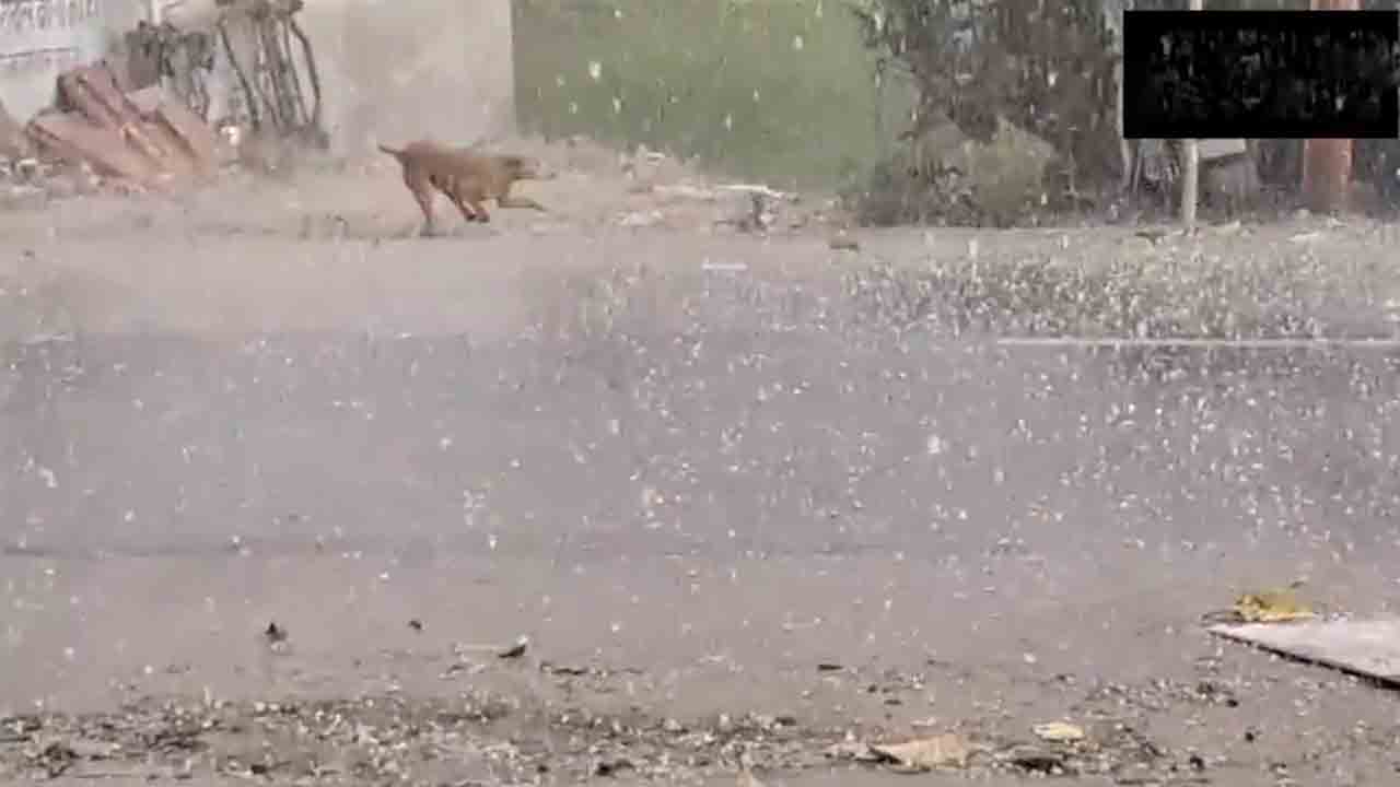 Hailstorm | అక్కడ భారీగా వడగండ్ల వాన.. తీవ్రంగా పంట నష్టం.. Video